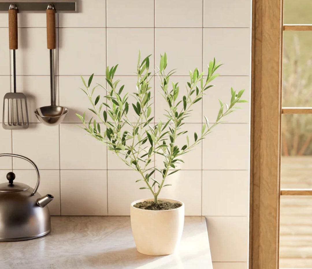 How Often to Water Olive Tree