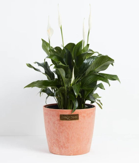 How Often to Water a Peace Lily