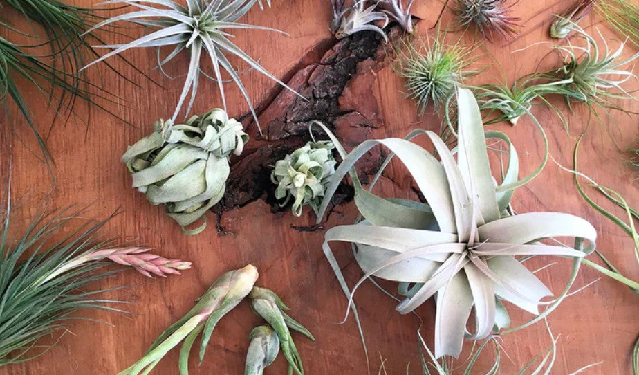 Air Plant Care