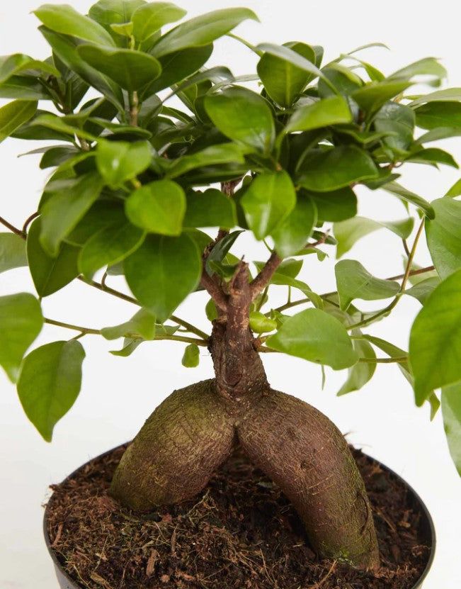 Ficus Bonsai Ginseng Entretien