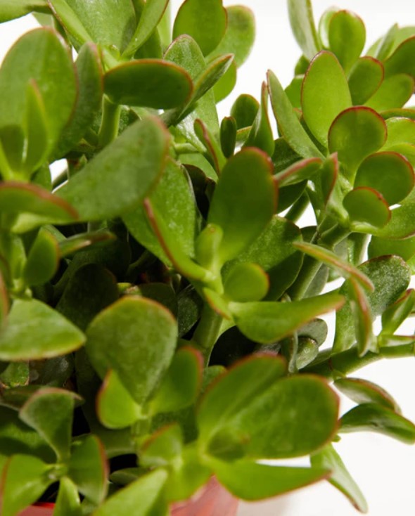 Jade Plant Care, Benefits & Growing Tips