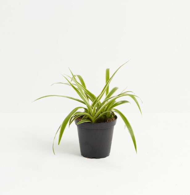 Spider Plant Care Guide