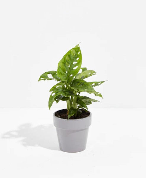 How to Care And Grow For a Swiss Cheese Plant