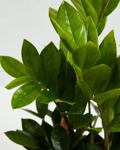 ZZ Plant Care & Grow Guide