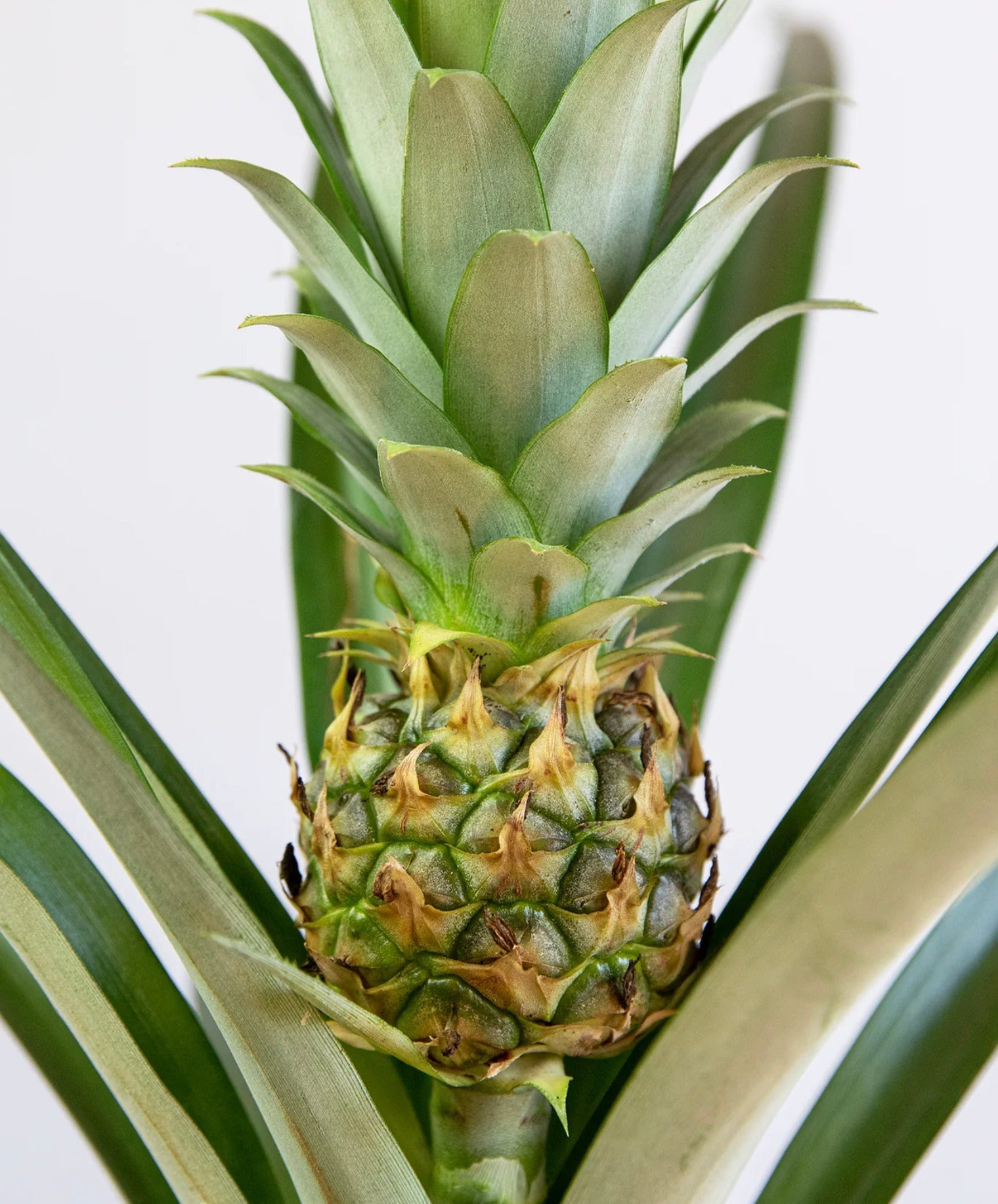 How to Grow a Pineapple