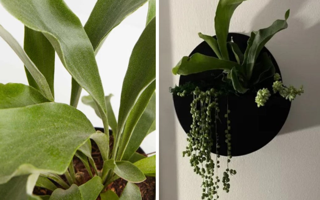 How to Mount а Staghorn Fern