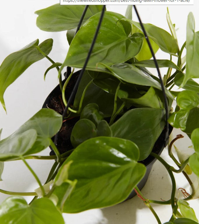 How to Propagate Philodendron
