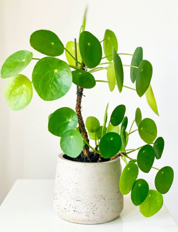 Chinese Money Plant Propagation