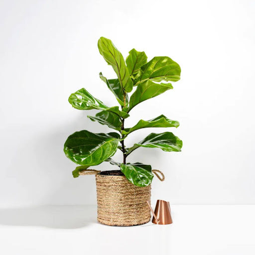 How to Propagate a Fiddle Leaf Fig
