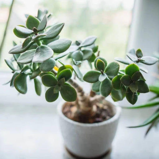 How to Propagate a Jade Plant