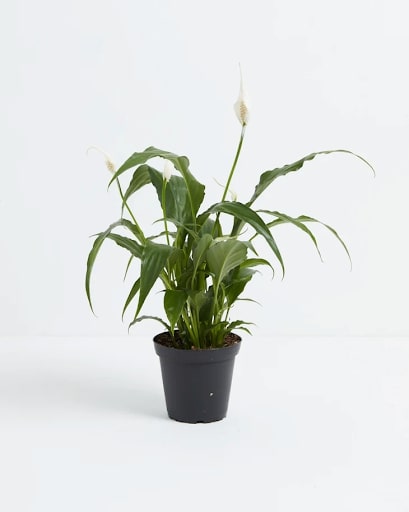 How to Propagate a Peace Lily