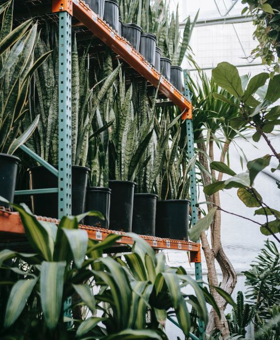 How to Propagate a Snake Plant