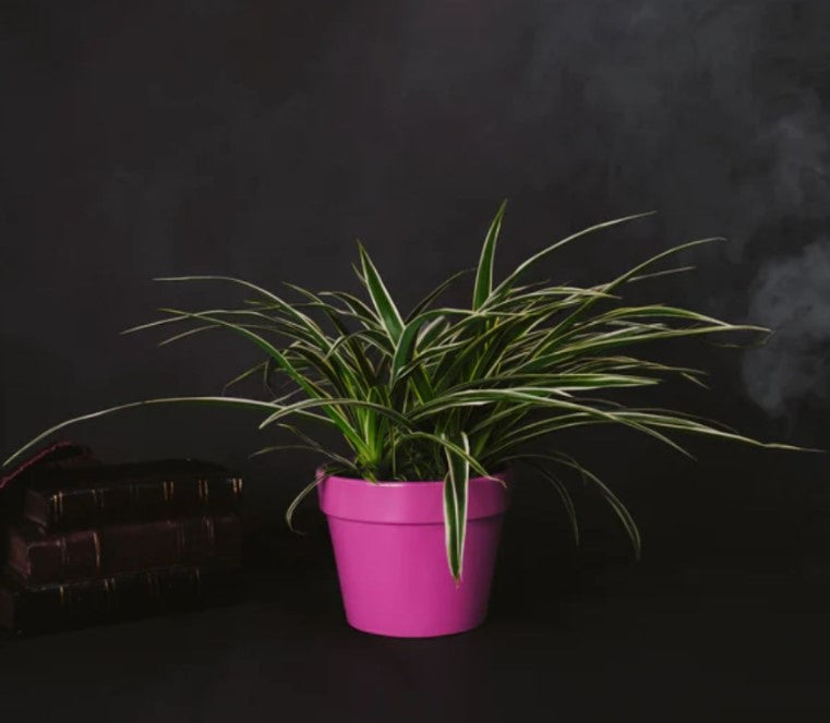 How to Propagate a Spider