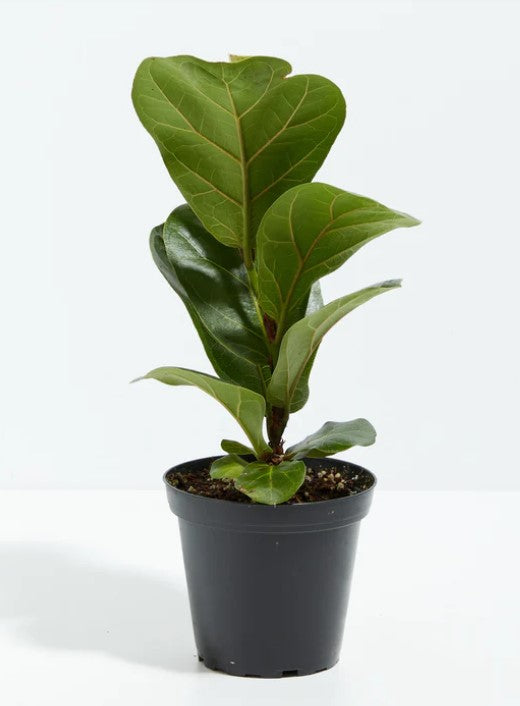 How to Prune a Fiddle Leaf Fig