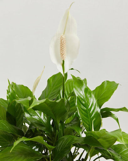 How to Prune a Peace Lily