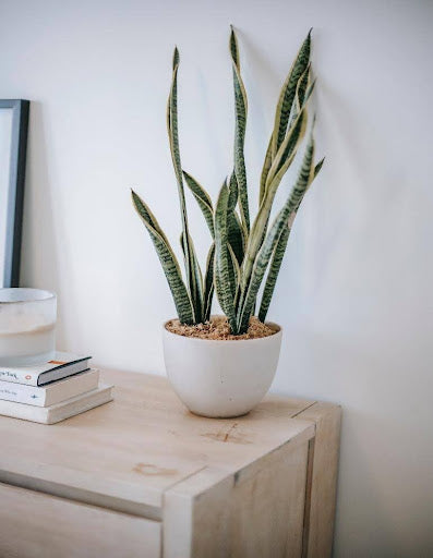 How to Prune a Snake Plant