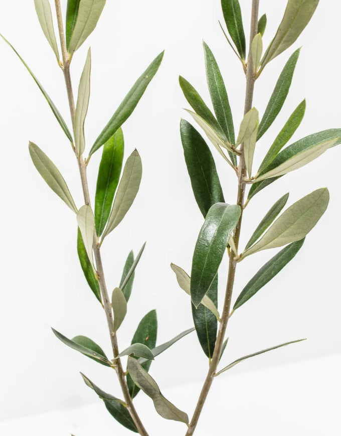 How to Prune an Indoor Olive Tree