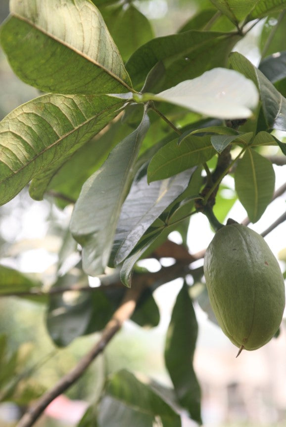 How to Repot a Money Tree Timing & Techniques