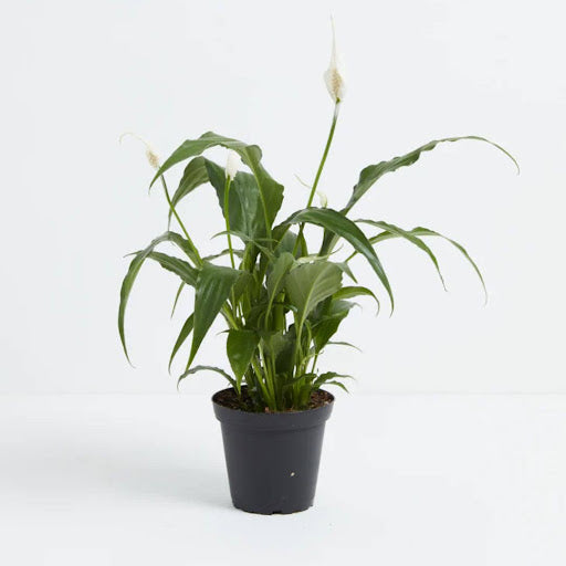 When And How to Repot a Peace Lily