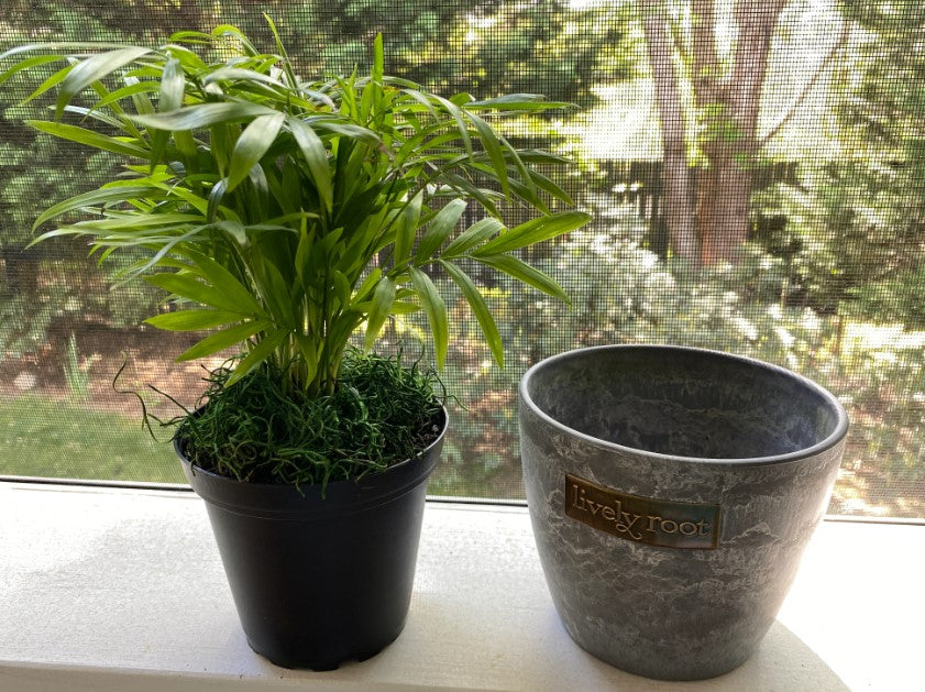 How to Repot a Plant