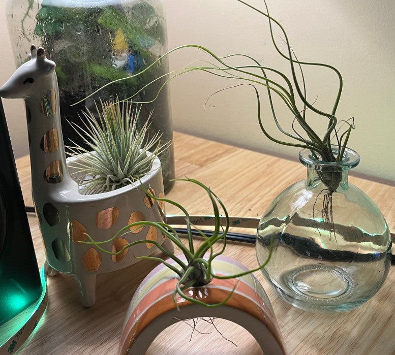 How to Water Air Plants