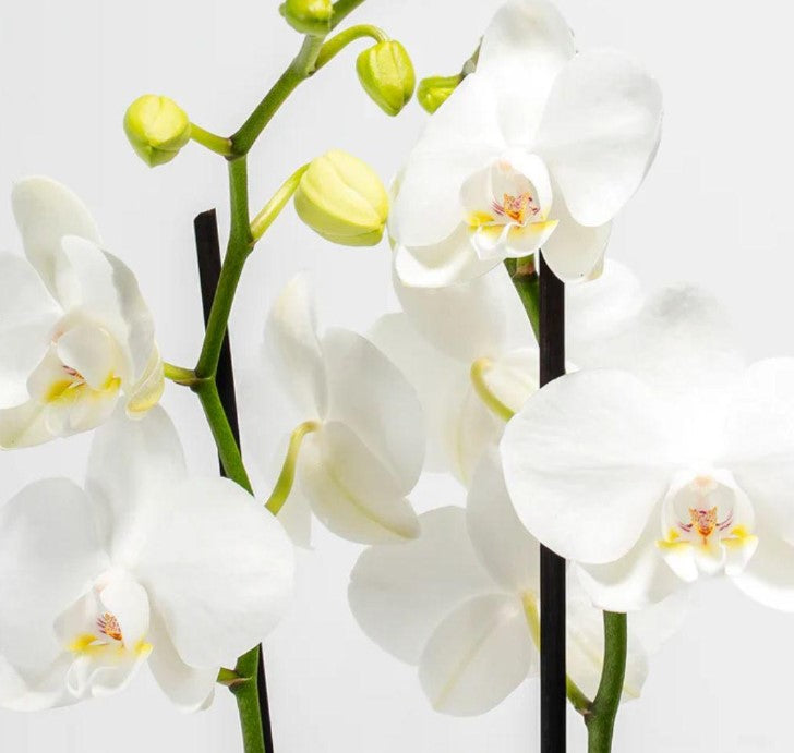 How to Water Orchids