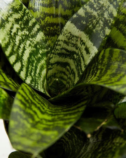 How Often to Water Snake Plants a Care Guide