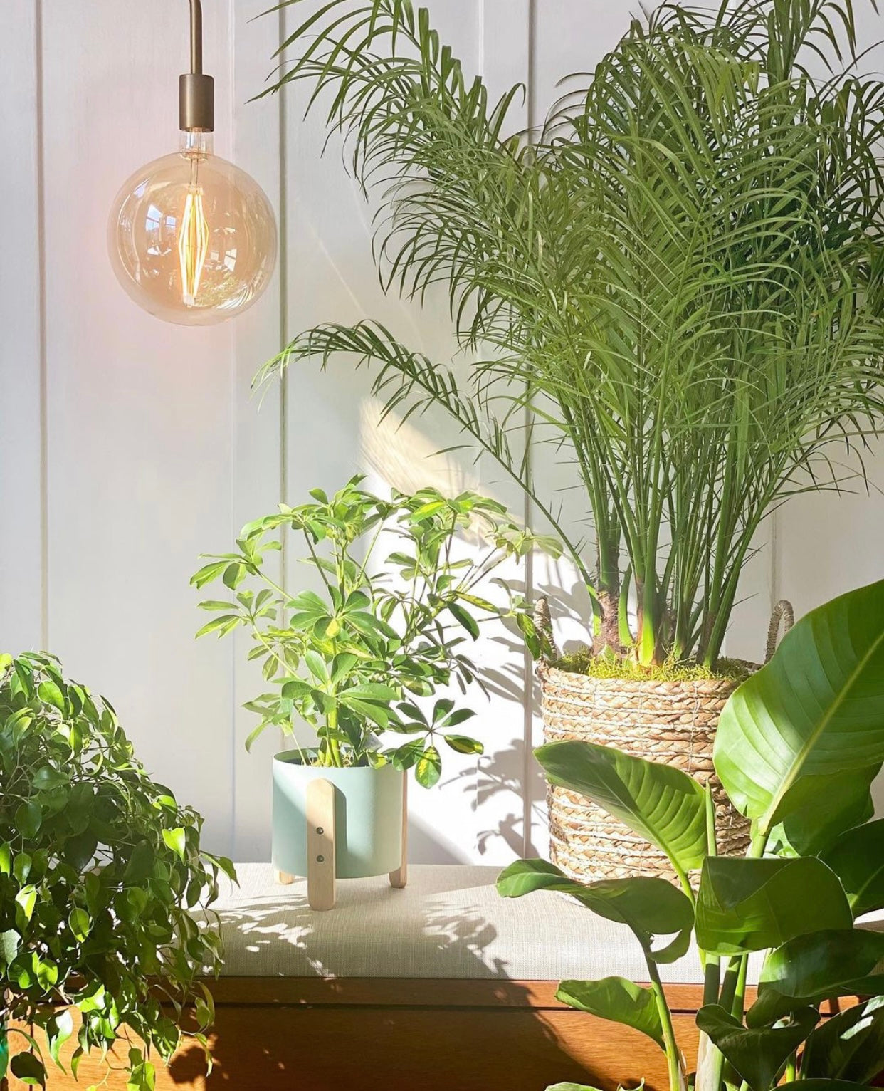 5 Things to Consider Before Buying an Indoor Plant