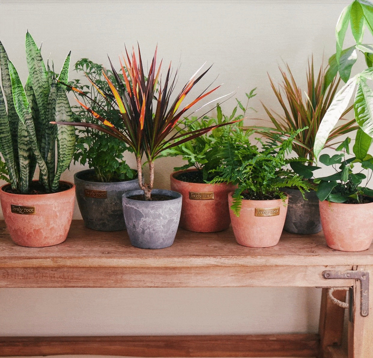 All About Our Eco Pots