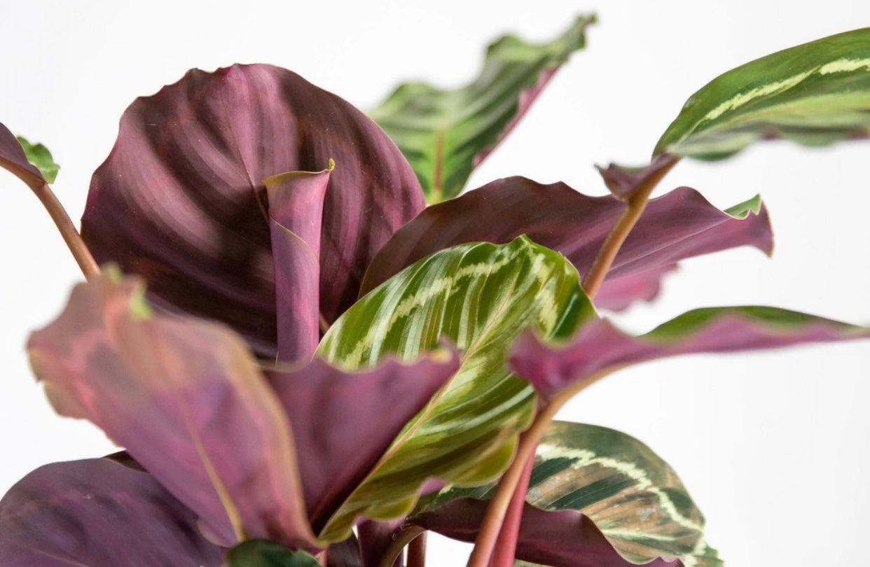 Must Haves: Higher Maintenance Indoor Plants