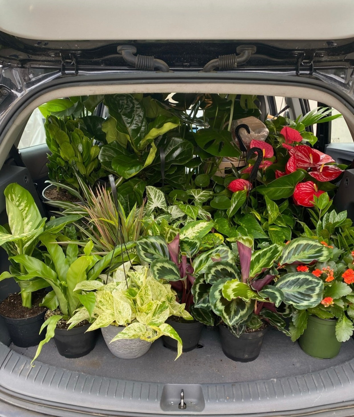 Join The Lively Root Garden Club