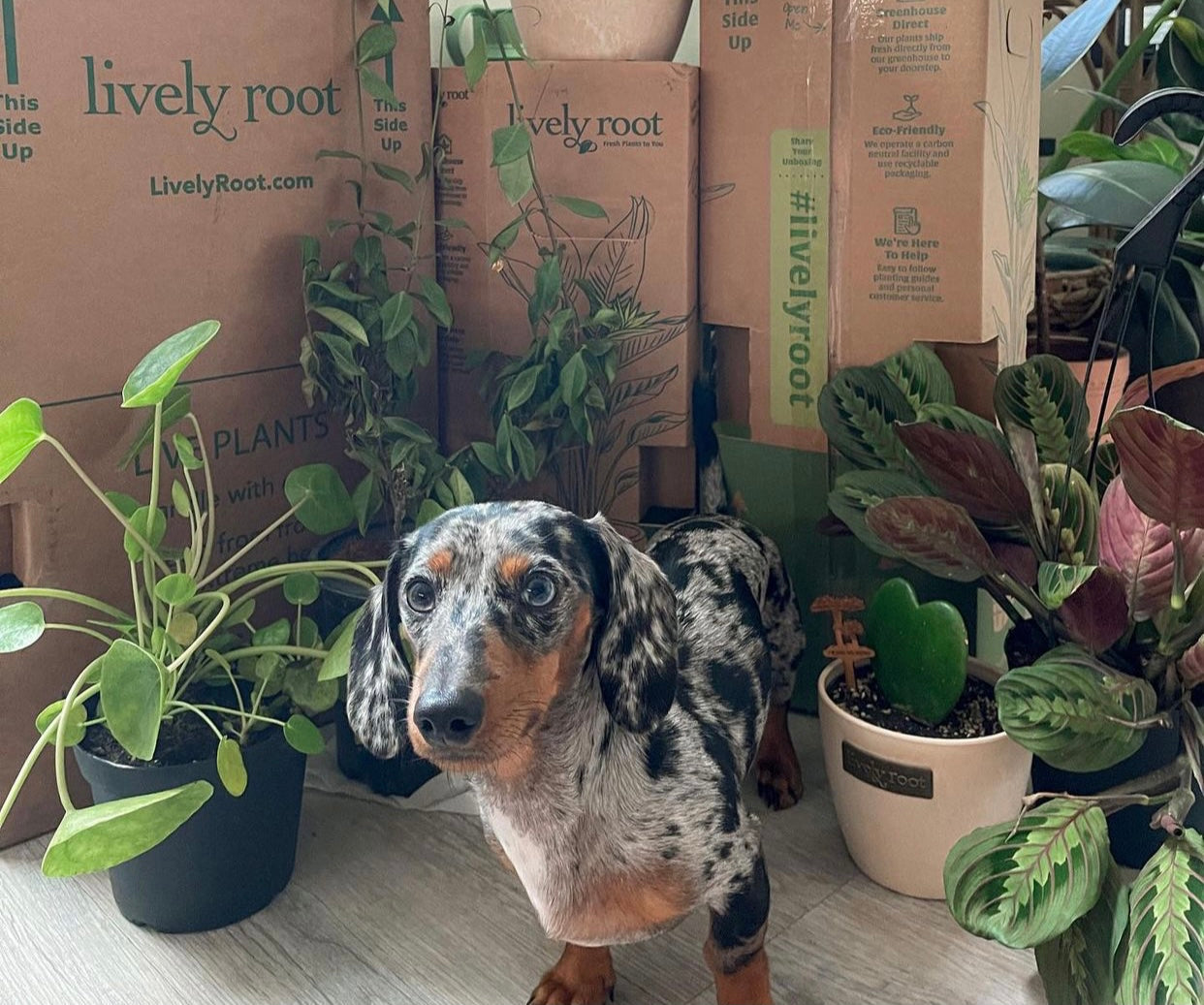 Pet Friendly Plants