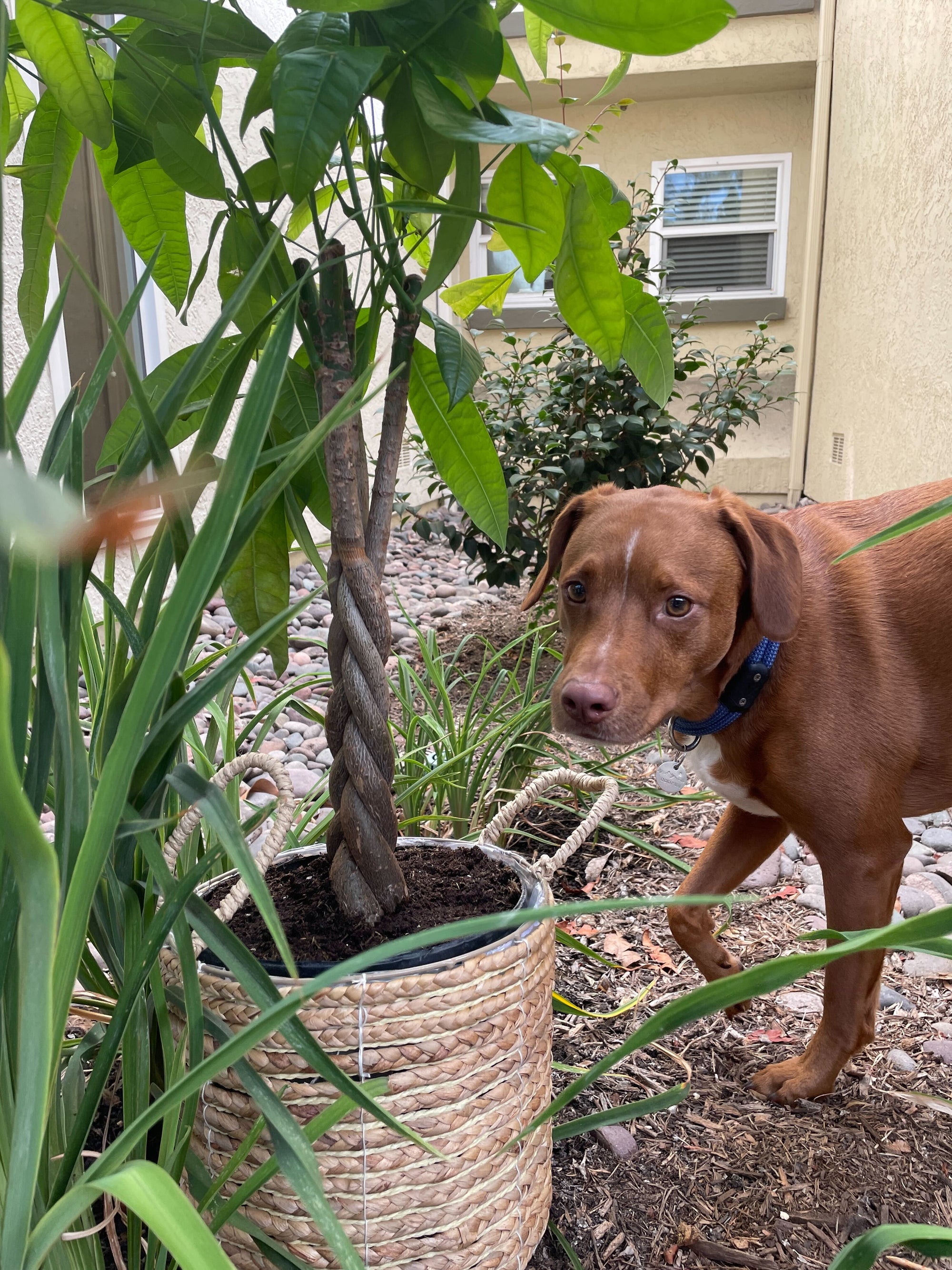 Creating an Outdoor Space for Your Dog - What is a Sensory Garden?