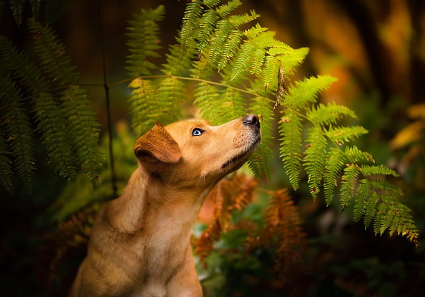 Is Boston Fern Toxic to Cats and Dogs