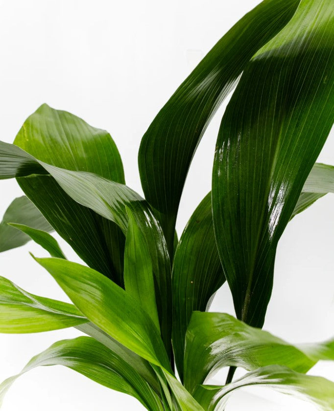 Is Cast Iron Plant Toxic to Cats and Dogs