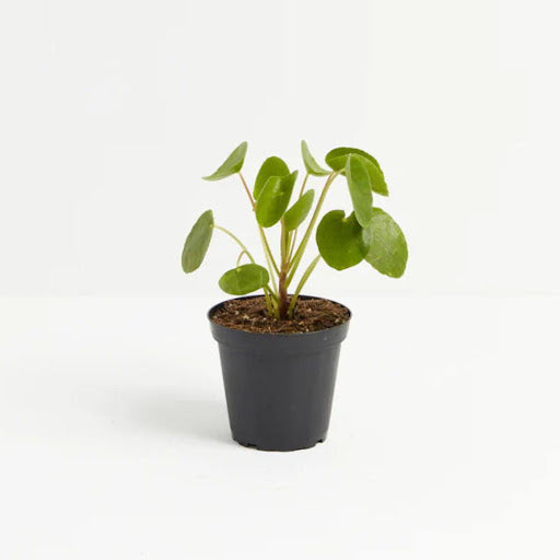 Is Chinese Money Plant Toxic to Cats and Dogs