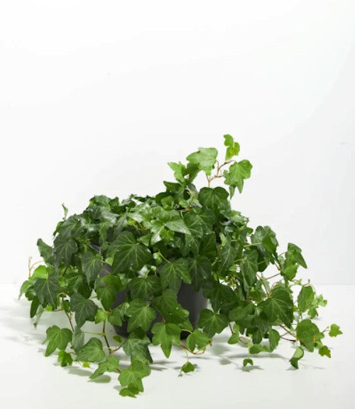 Is English Ivy Toxic to Cats, Dogs and People