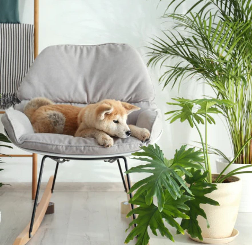 Is Neanthe Bella Palm Toxic to Cats and Dogs