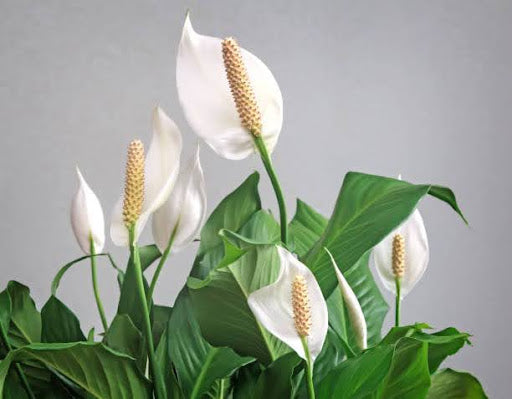 Is Peace Lily Toxic to Cats, Dogs, and Humans