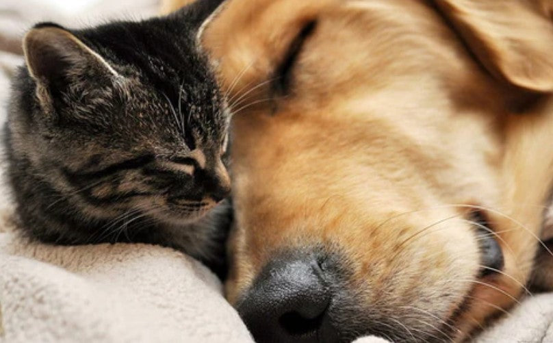 Is Philodendron Toxic to Cats and Dogs