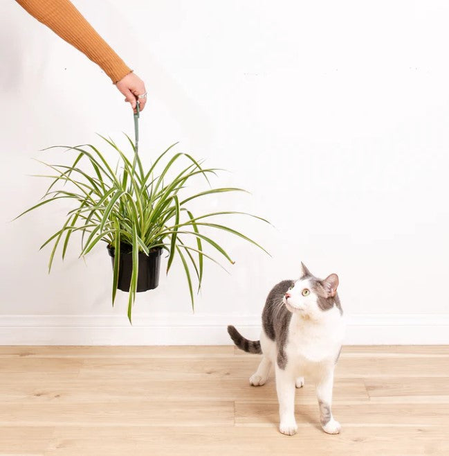 Is Spider Plant Toxic to Cats and Dogs