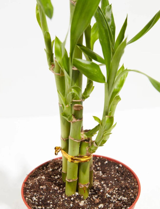 https://www.livelyroot.com/cdn/shop/articles/Is_Your_Lucky_Bamboo_Turning_Yellow_31e09f0f-2b53-411e-9ec5-41e23b1bf983.jpg?v=1769178381
