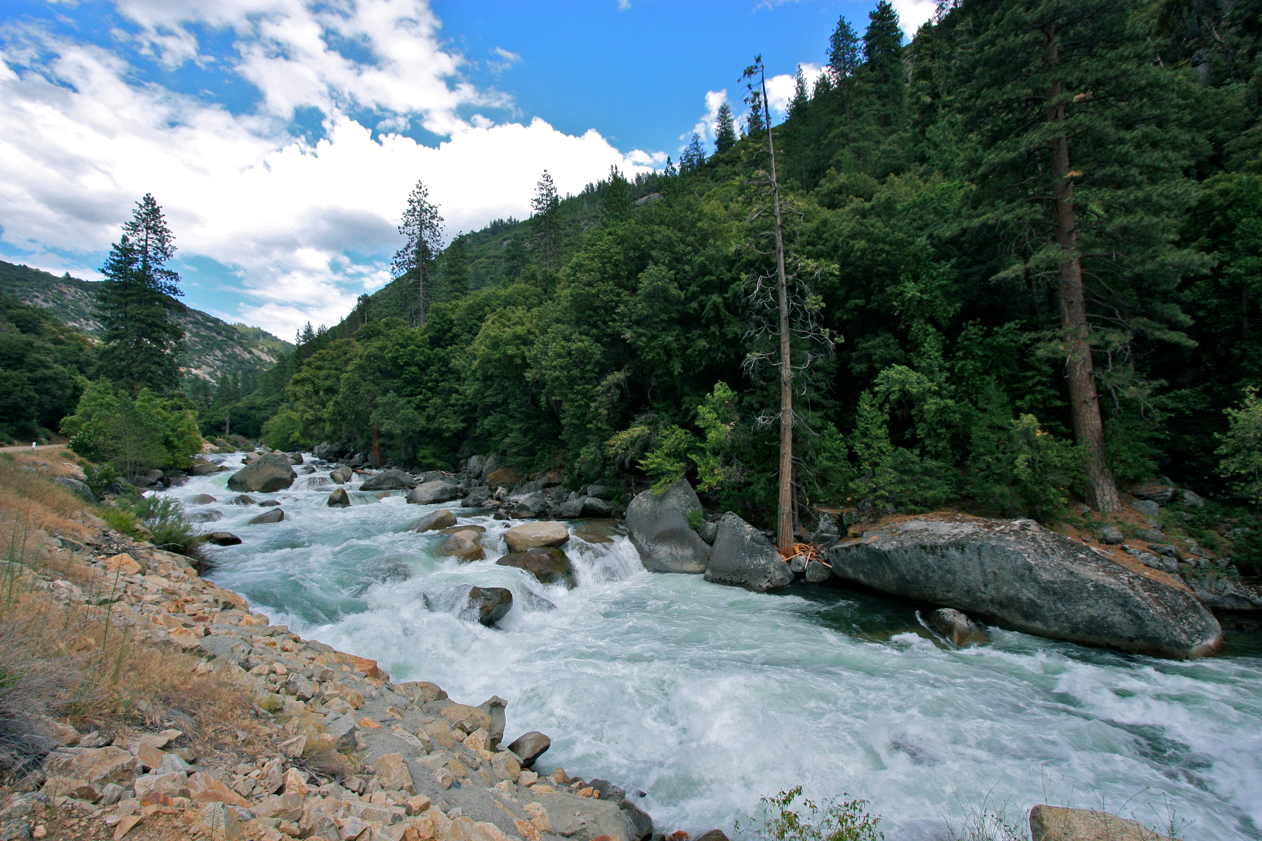 Plants of our National Parks: Part 3 - King's Canyon