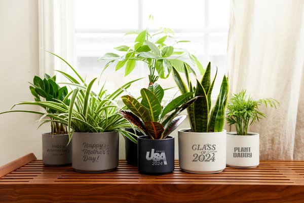 Best Easy-Care Houseplants for Beginners