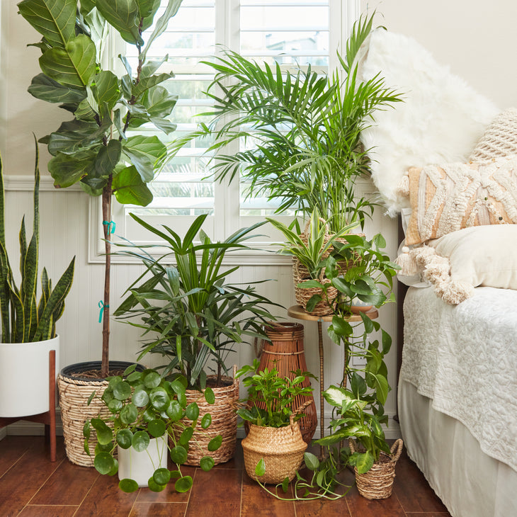 Bedroom Styling with Plants