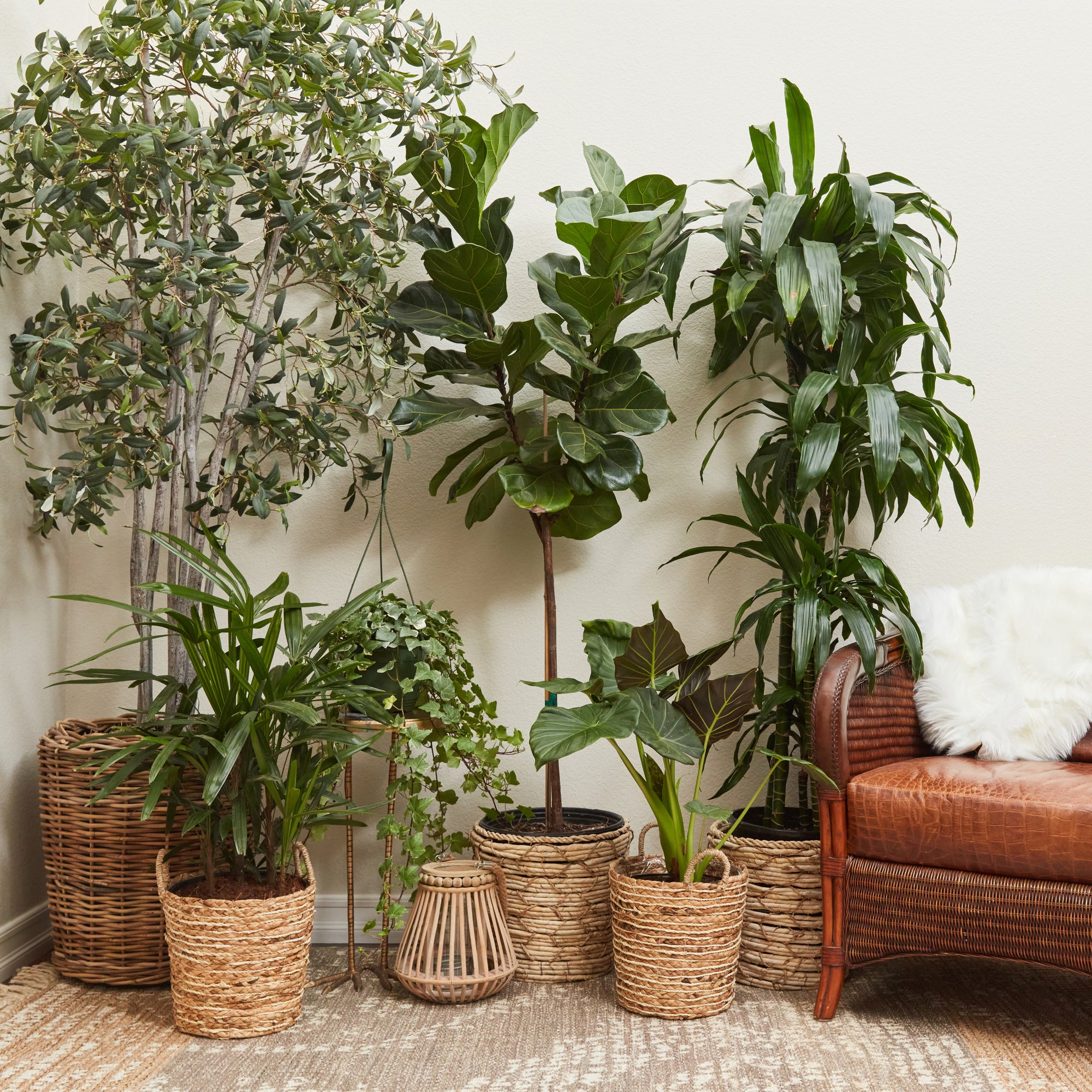 How Many Plants Does it Take Per Room to Reduce Stress?