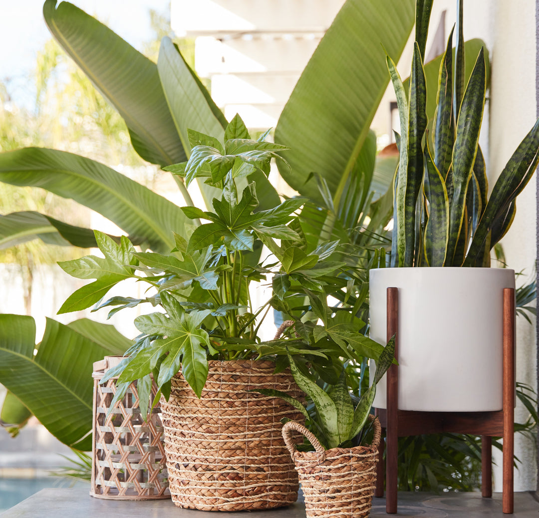 Types of Snake Plants: Best Sansevieria Varieties to Buy