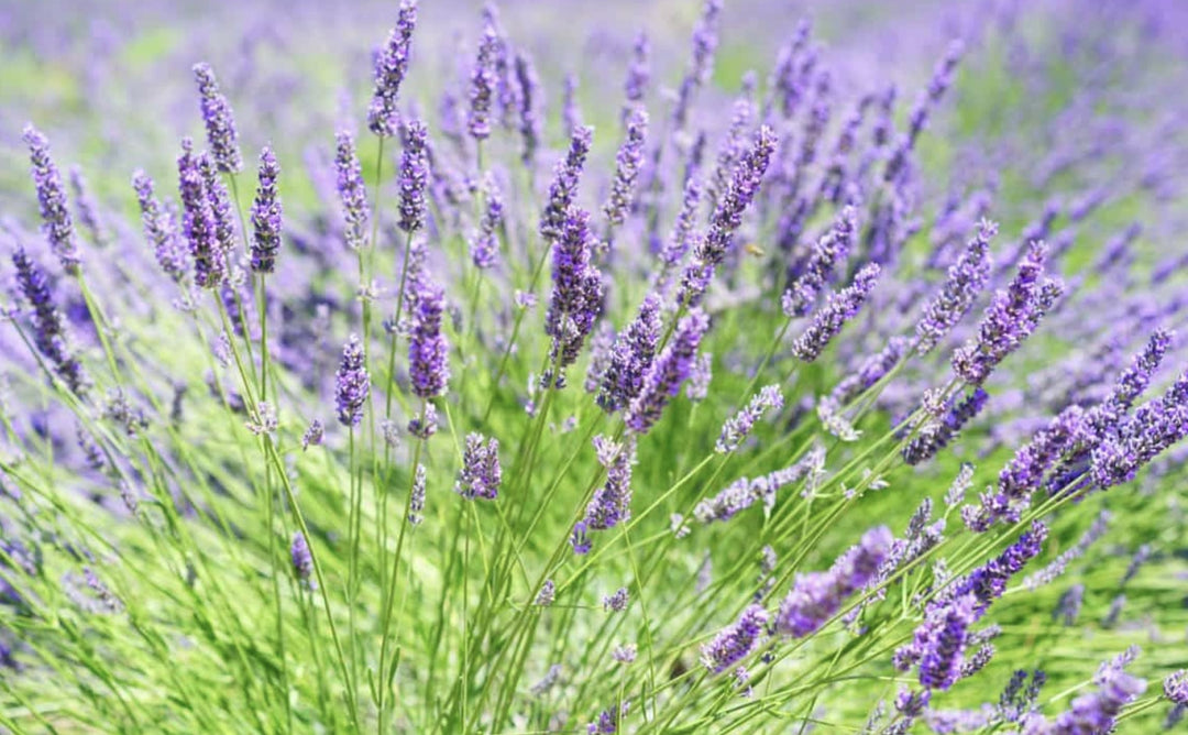 Lavender Sun Requirements