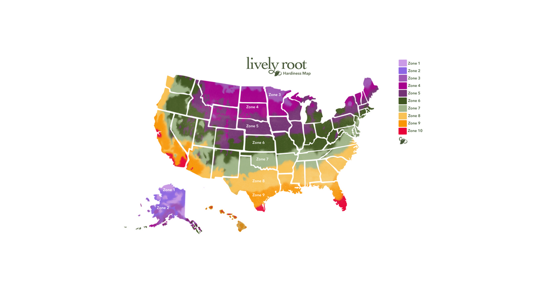 What Planting Zone Am I In?  Everything You Have Ever Wanted To Know About Planting Hardiness Zones
