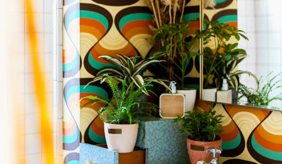 Low Light Bathroom Plants